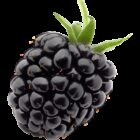 Earths best organic blackberry with stalk